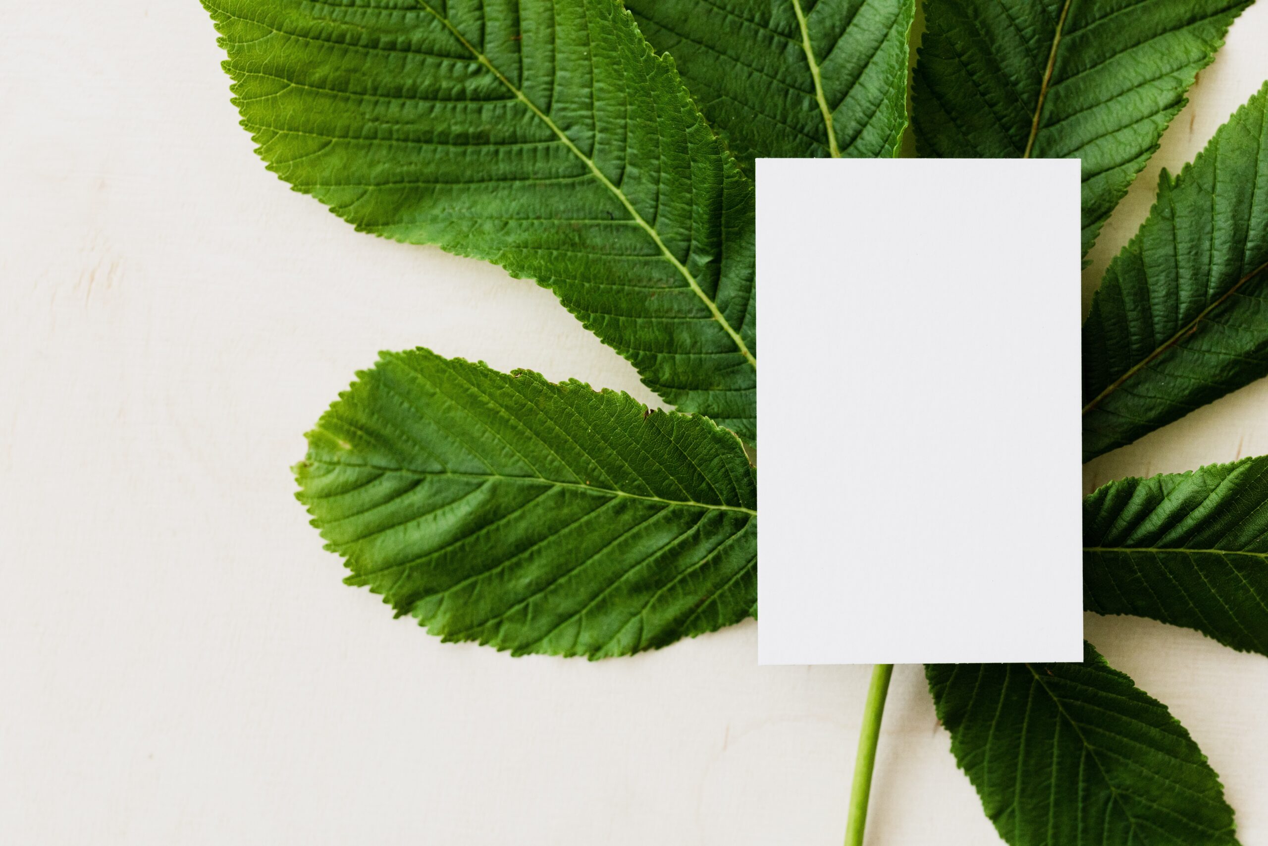 green leaf with a white square on top of it