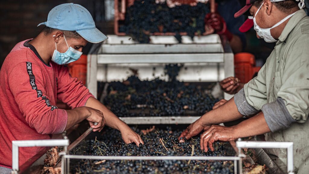 two men over a machine sorting grapes at a wine manufacturing plant